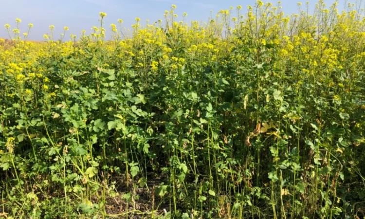 Продам насіння білої гірчиці «Андромеда» - фото № 1