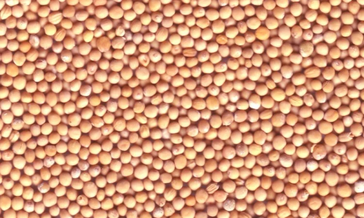 Семена белой горчицы Белая Принцесса - фото № 1