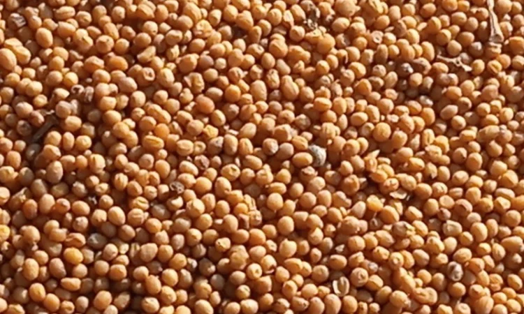 Продам жовту гірчицю - фото № 1