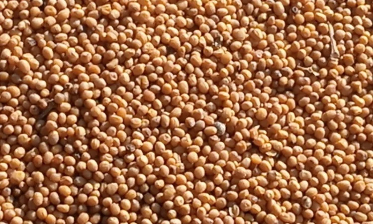 Продам жовту гірчицю - фото № 2