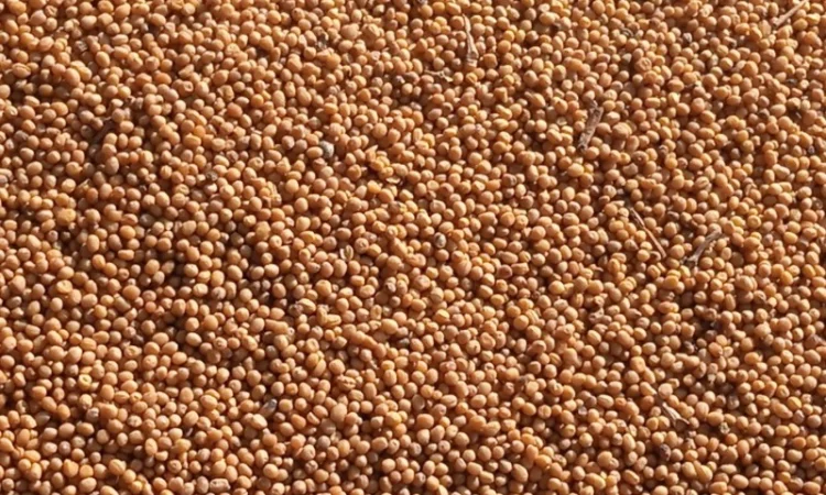 Продам жовту гірчицю - фото № 3