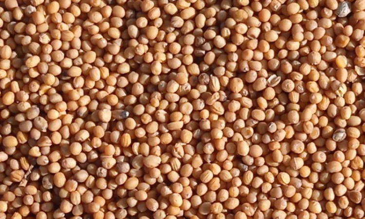 Продам жовту гірчицю - фото № 4