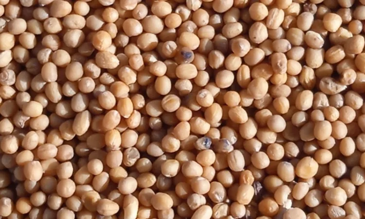 Продам жовту гірчицю - фото № 5