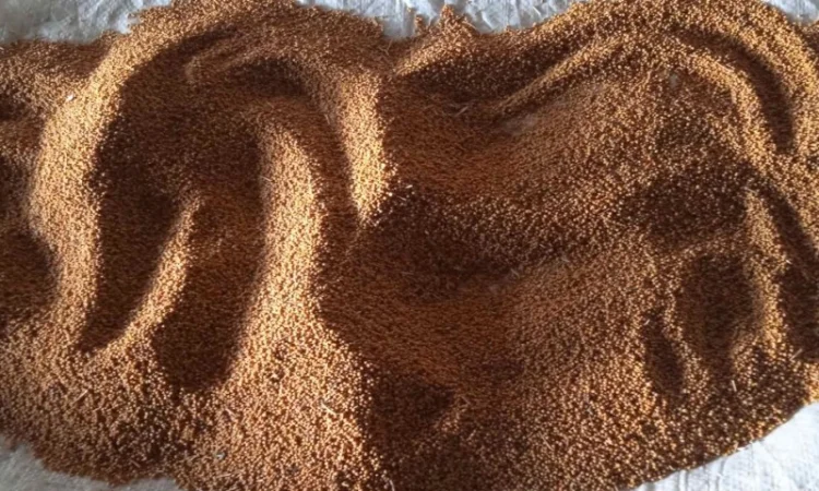 Продам жовту гірчицю - фото № 6