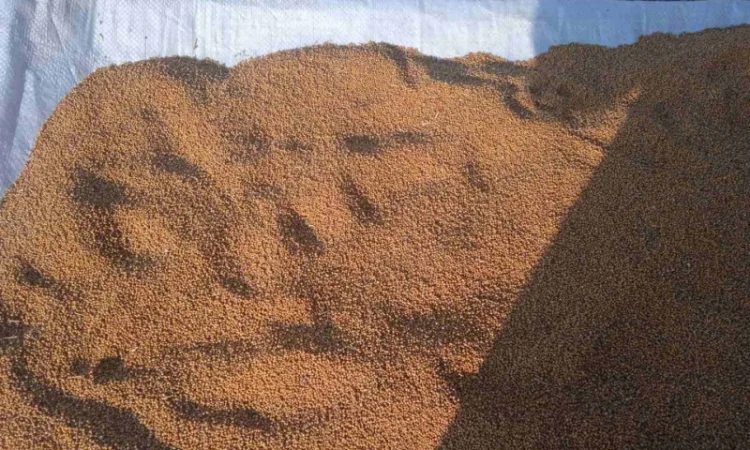 Продам жовту гірчицю - фото № 8