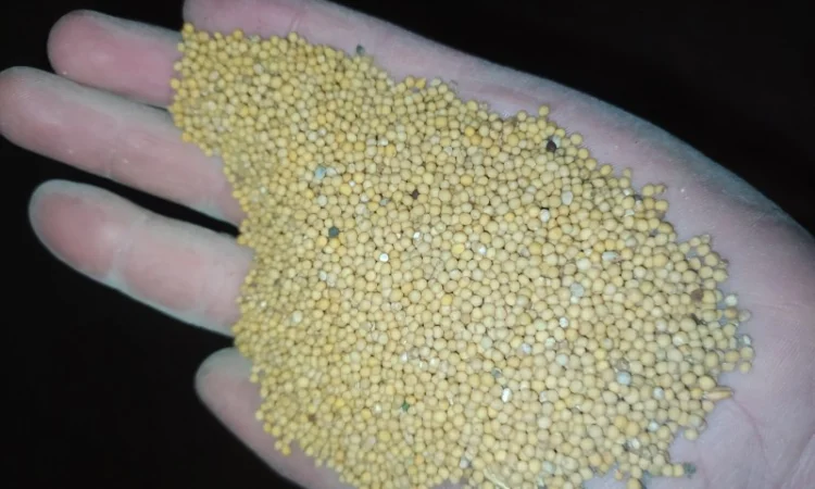 Продам гірчицю білу, сорт Кароліна - фото № 1