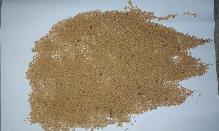 Продам гірчицю білу, сорт Кароліна - фото № 2