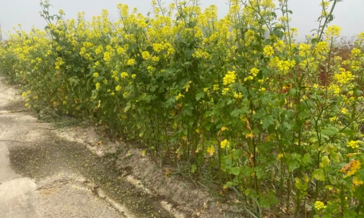 Продам Органічну жовту гірчицю - фото № 1