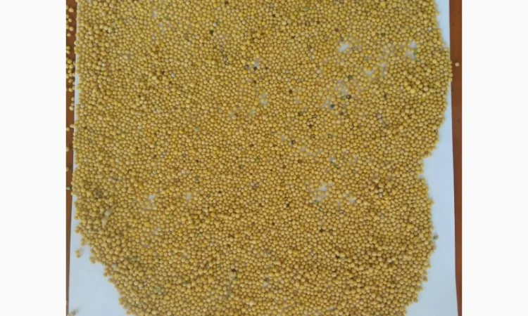 Продам гірчицю - фото № 1