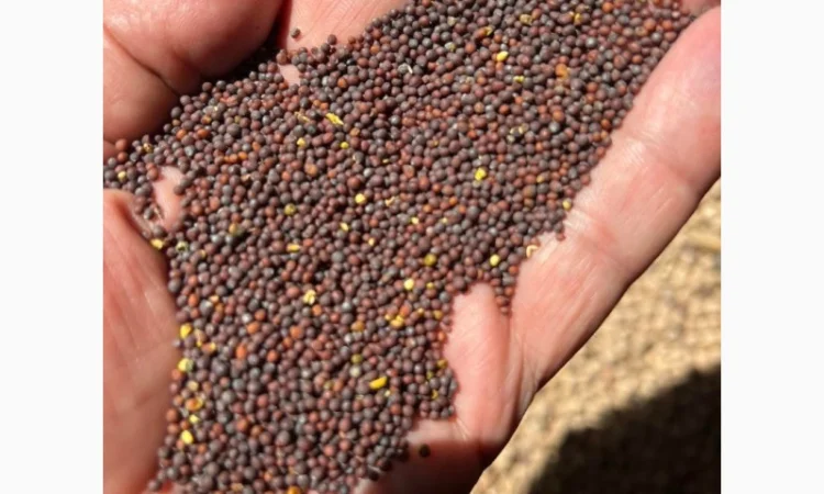 Продаємо насіння гірчиці чорної сорт "Черниш" - фото № 1