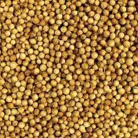 Семена кориандра сорта Оксантит, элита 1 репродукция - фото № 1
