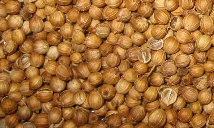 Закупаем кориандр по выгодной цене! Самовывоз с места погрузки - фото № 1