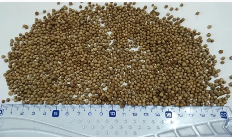 Кориандр из Аргентины - фото № 1