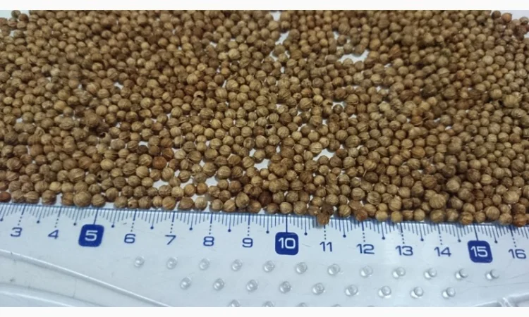 Кориандр из Аргентины - фото № 2