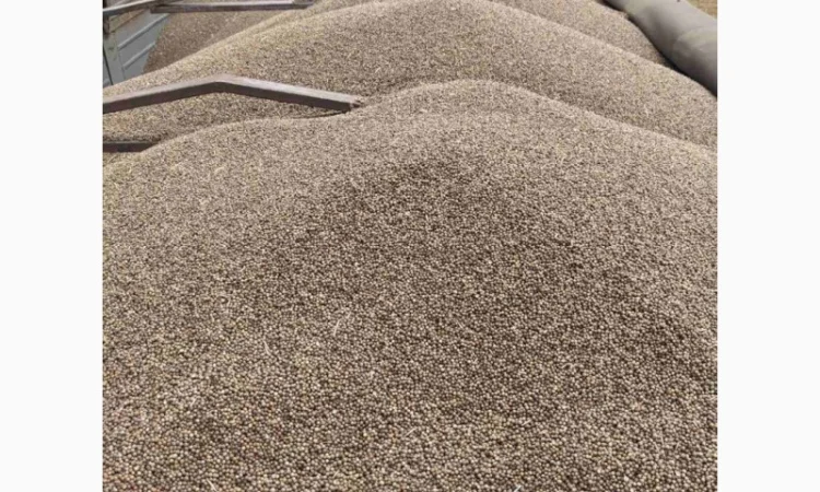 Коріандр дворучка сорт Оксаніт Еліта 1 репродукція - фото № 1