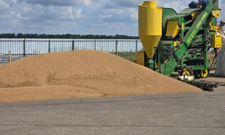 Коріандр дворучка сорт Оксаніт Еліта 1 репродукція - фото № 9