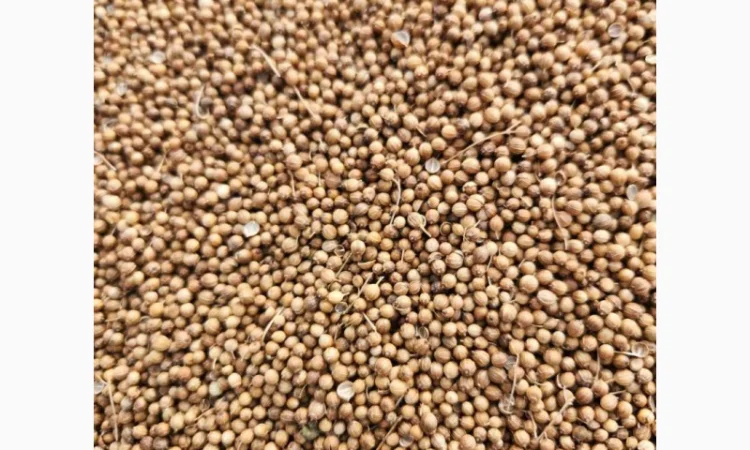 Коріандр дворучка сорт Оксаніт Еліта 1 репродукція - фото № 11