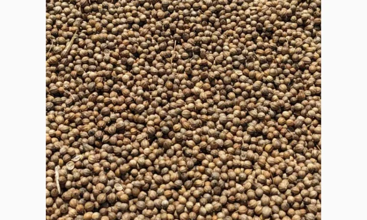 Коріандр дворучка сорт Оксаніт Еліта 1 репродукція - фото № 2