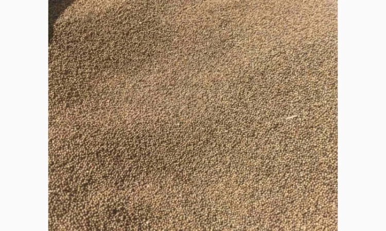 Коріандр дворучка сорт Оксаніт Еліта 1 репродукція - фото № 3