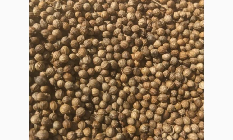 Коріандр дворучка сорт Оксаніт Еліта 1 репродукція - фото № 4