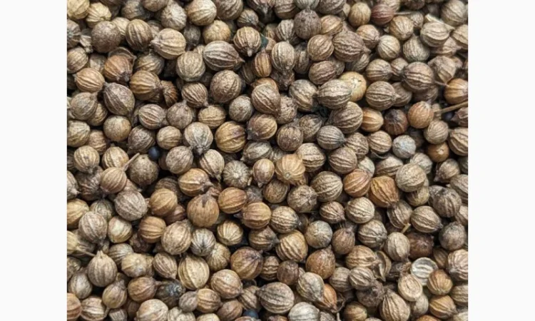 Коріандр дворучка сорт Оксаніт Еліта 1 репродукція - фото № 5