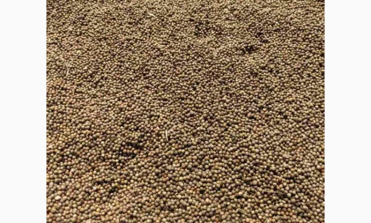 Коріандр дворучка сорт Оксаніт Еліта 1 репродукція - фото № 6