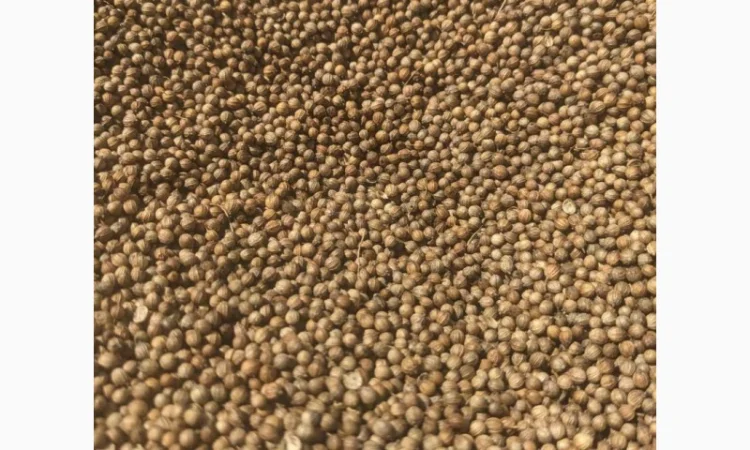 Коріандр дворучка сорт Оксаніт Еліта 1 репродукція - фото № 7