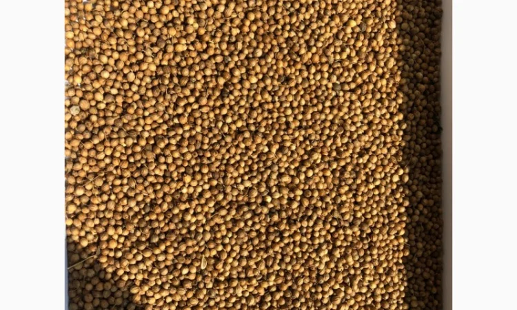 Куплю кориандр оптом - фото № 1