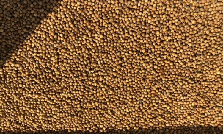 Кориандр - фото № 1