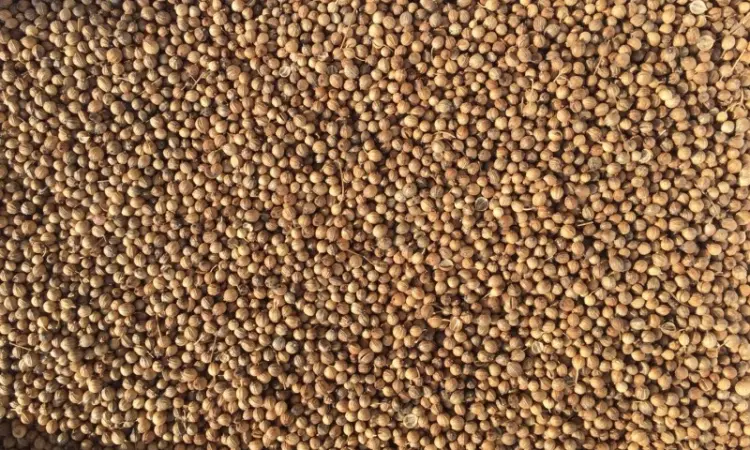 Продаж кориандру оптом - фото № 1