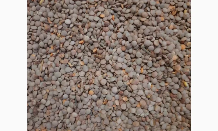 Коріандр – насіння та зернові культури - фото № 8