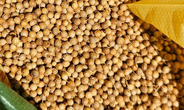 Продается кориандр, урожай 2024 года - фото № 1