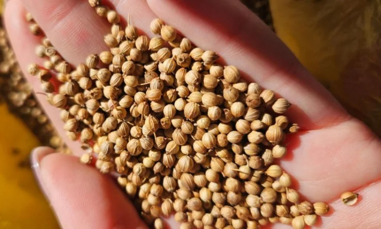 Продается кориандр, урожай 2024 года - фото № 2