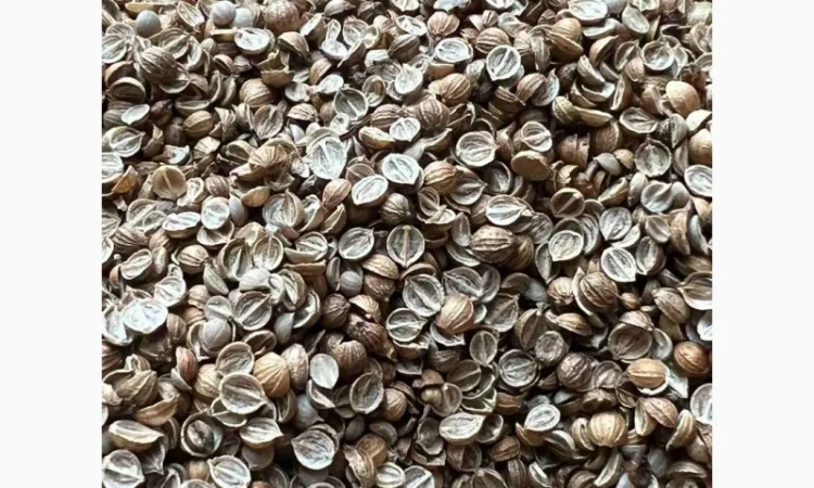 Продается кориандр половинка оптом - фото № 1