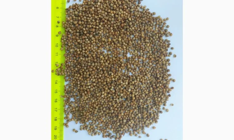 Продается кориандр оптом от 250 тонн - фото № 1