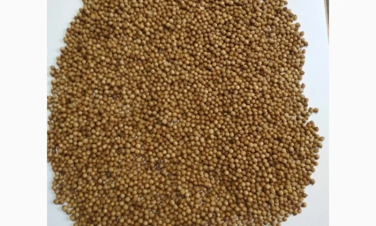 Купую кориандр та відходи кориандру - фото № 1