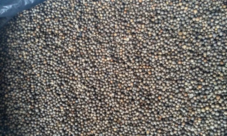 Продаются семена кориандра оптом - фото № 1