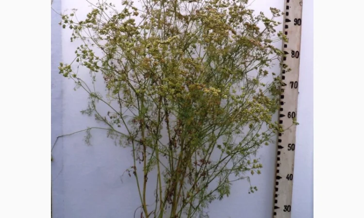 Продам Коріандер, сорт Нектар, Янтарь, Оксаніт - фото № 1