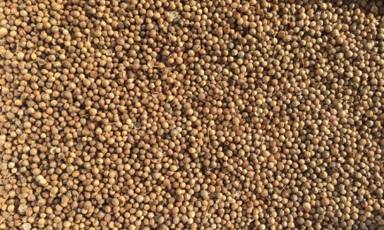 Продам Коріандр, сорт Оксаніт - фото № 1