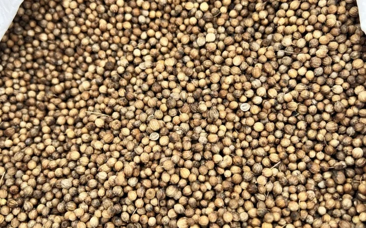 Продам коріандр - фото № 1