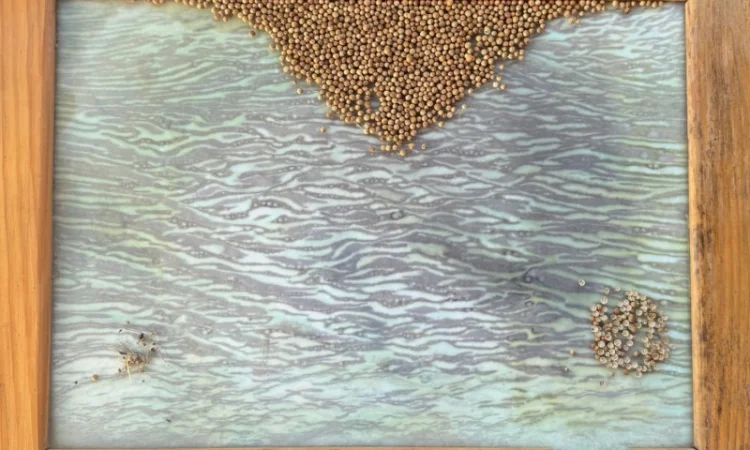 Коріандр - фото № 1