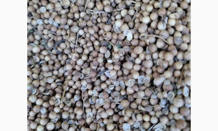 Продам Кориандр оптом - фото № 1