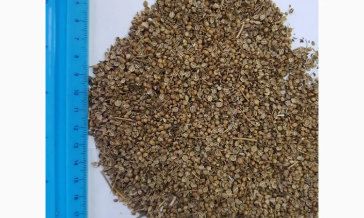 Кориандр половинки, половинка кориандра - фото № 1