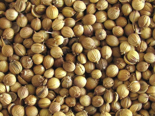 Куплю кориандр - фото № 1