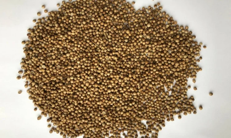 Кориандр золотистый целый продам - фото № 1