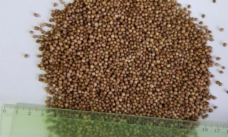 Семена кориандра яровой озимый сорт Оксанит - фото № 1