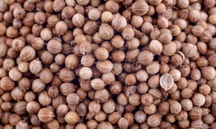 КОРІАНДР купуємо - фото № 1