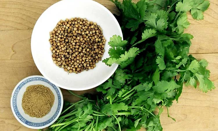 Покупаем кориандр - фото № 1