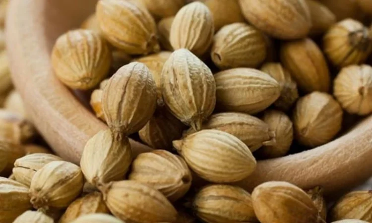 Семена кориандра PUEBLO канадский трансгенный сорт кориандра, двуручка (элита) - фото № 1