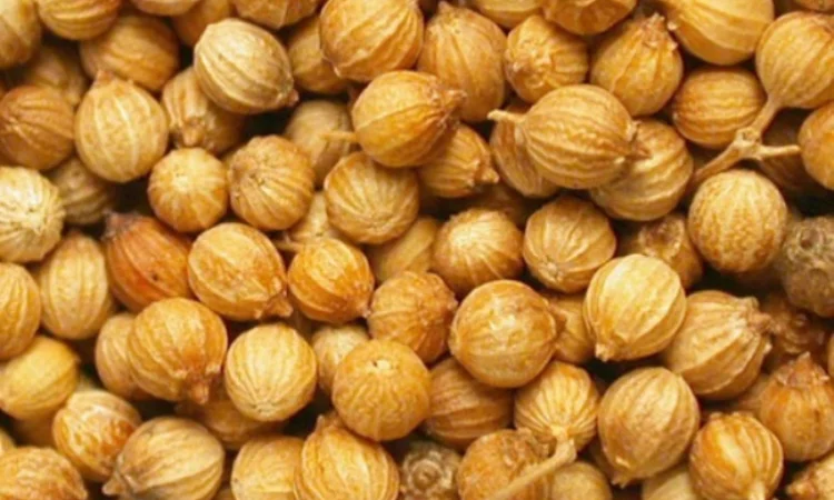 Семена кориандра PUEBLO канадский трансгенный сорт кориандра, двуручка (элита) - фото № 2